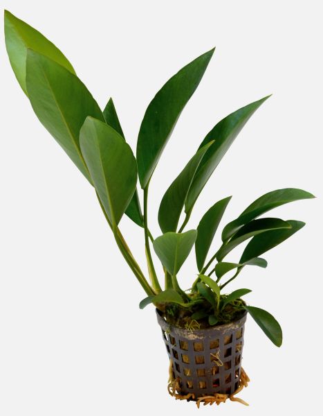 Anubias congensis/Kongo-Speerblatt